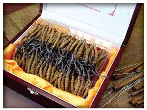 博乐冬虫夏草回收